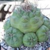 Matucana_oreodoxa